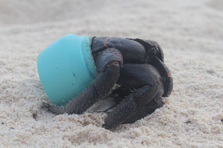One of many hundreds of crabs that now make their homes out of plastic debris washed up on Henderson Island, this particular item is an Avon cosmetics jar.