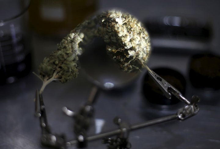  Much of the medical potential of cannabis remains unexplored. 