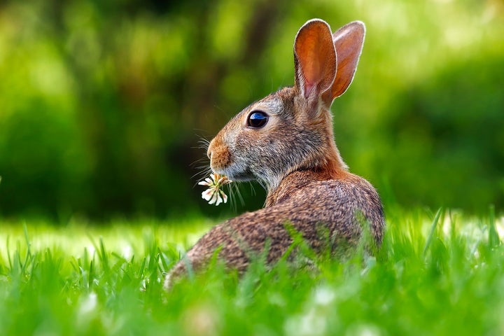 Rabbit Saves the Day