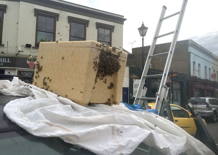 The bees were safely removed without anyone getting stung