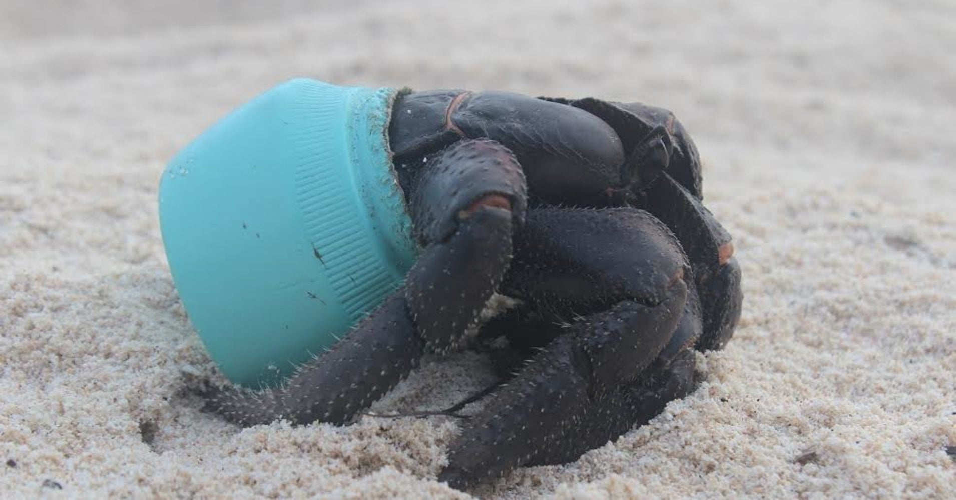 This PlasticCovered Island May Be The Saddest Place You'll Ever See