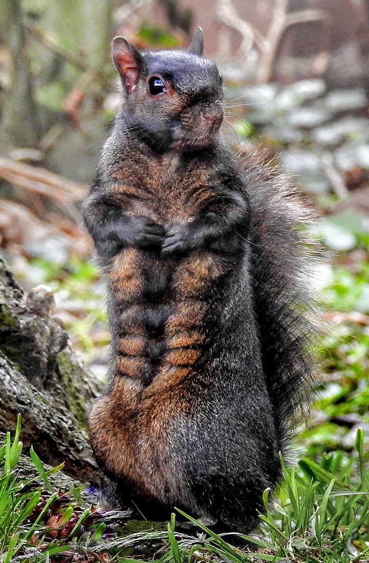 Even The Freaking Squirrels Have Six-Packs Now So I Guess I Should Just
