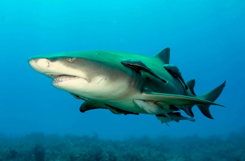 How can your business follow in the footsteps of the big fish in the digital marketing industry?