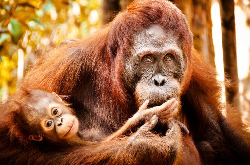 Mother orangutan and baby