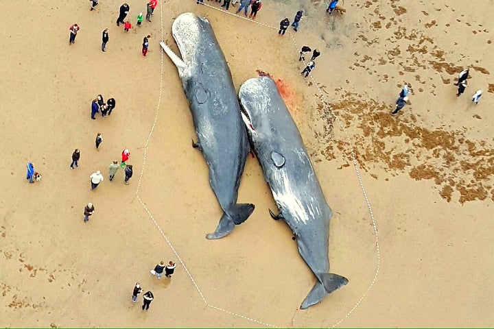 Dead sperm whales found with plastic in their stomachs