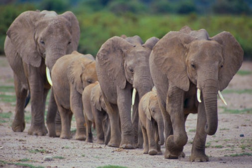 Most people would agree that a world with elephants is a shared benefit