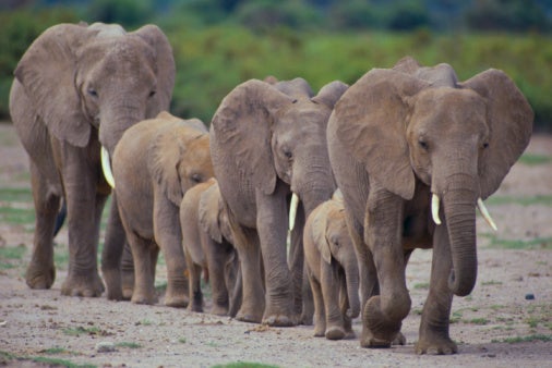 Most people would agree that a world with elephants is a shared benefit 