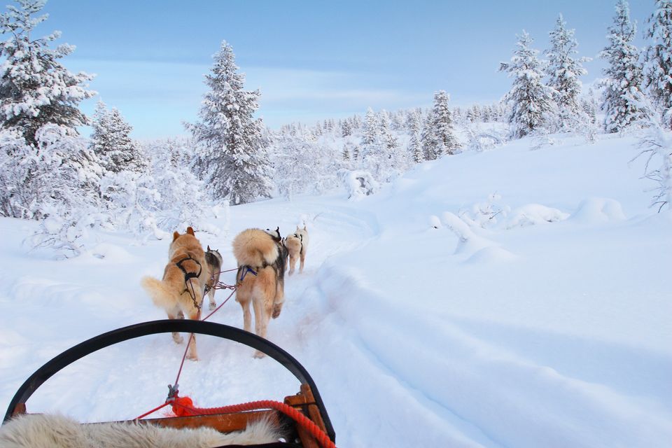 Drive a husky team in Lapland, Sweden