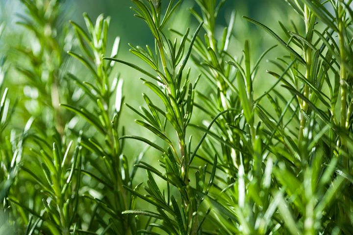 A study found that studying in a rosemary-scented room can boost students' memory 