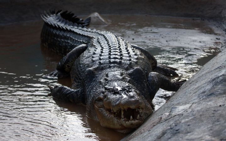 Saltwater Crocodiles are Earth's current champions with a bite force of around 3,600 pounds.
