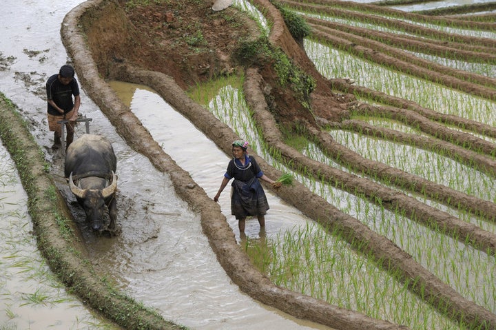The Mekong, with its nutrient-rich sediment, is crucial for growing rice