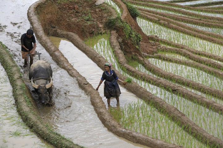  The Mekong, with its nutrient-rich sediment, is crucial for growing rice 