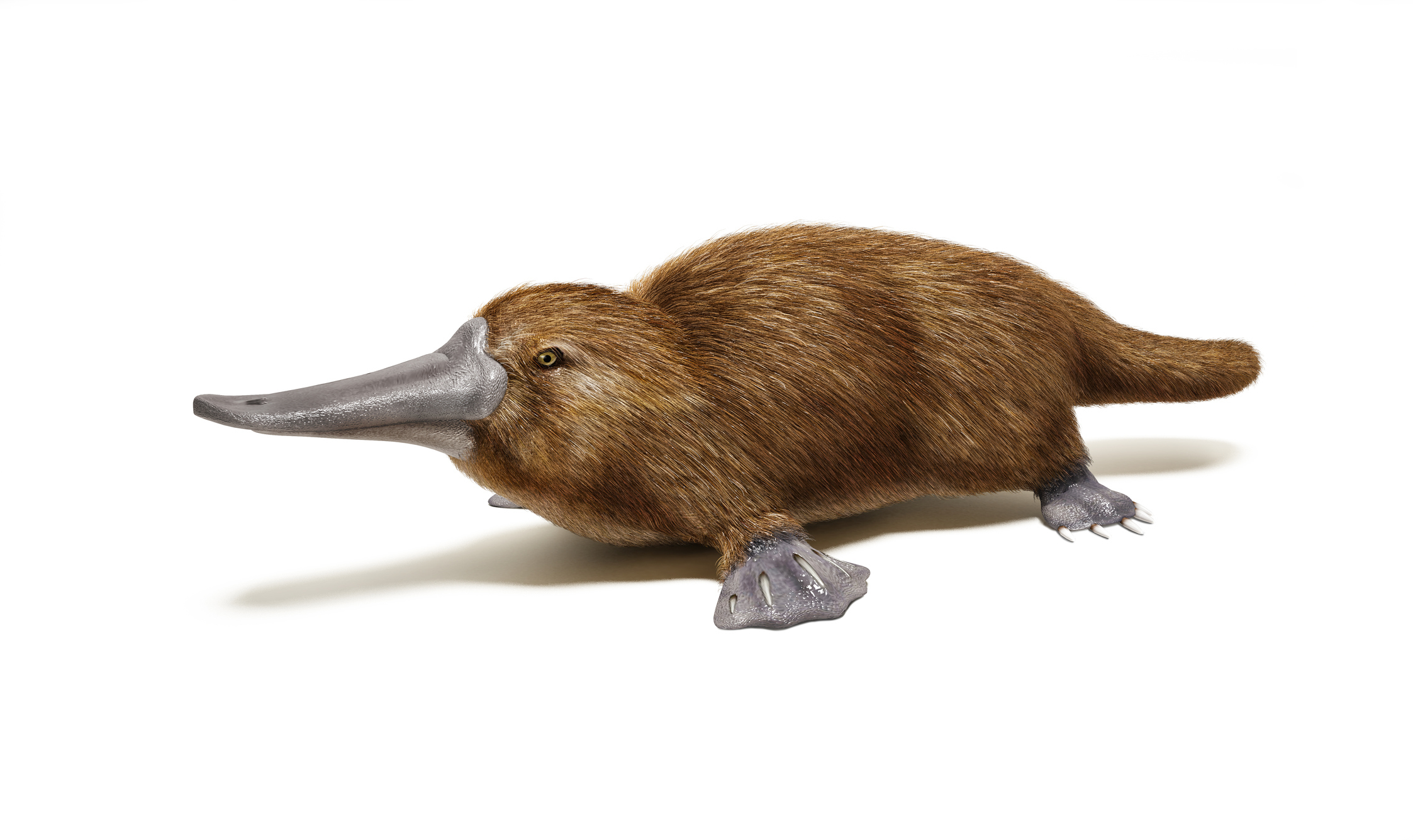 a picture of a duck billed platypus
