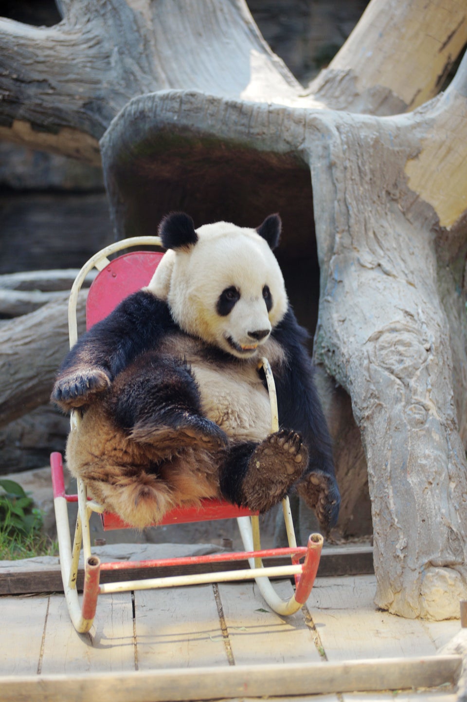 It's Been a Rough Week, But Just Enjoy This Panda In a Rocking Chair ...