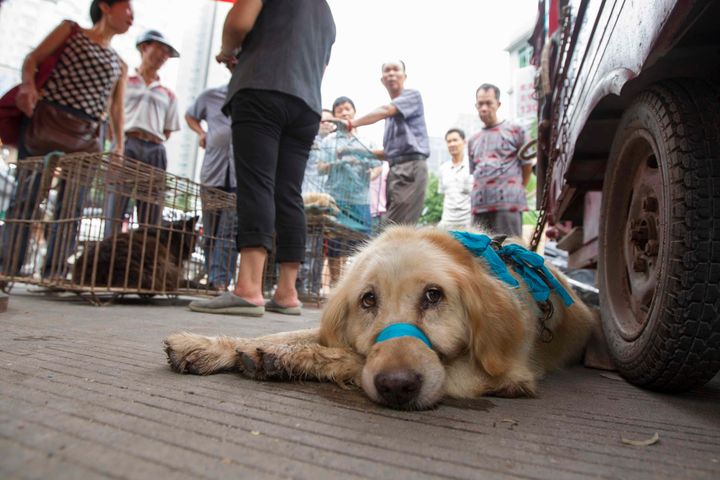 Dogs set to be killed at a market preceding the 2014 Yulin Lychee and Dog Meat Festival.