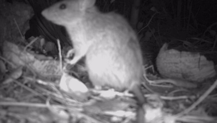 Overnight video footage displayed non-native, invasive rats.