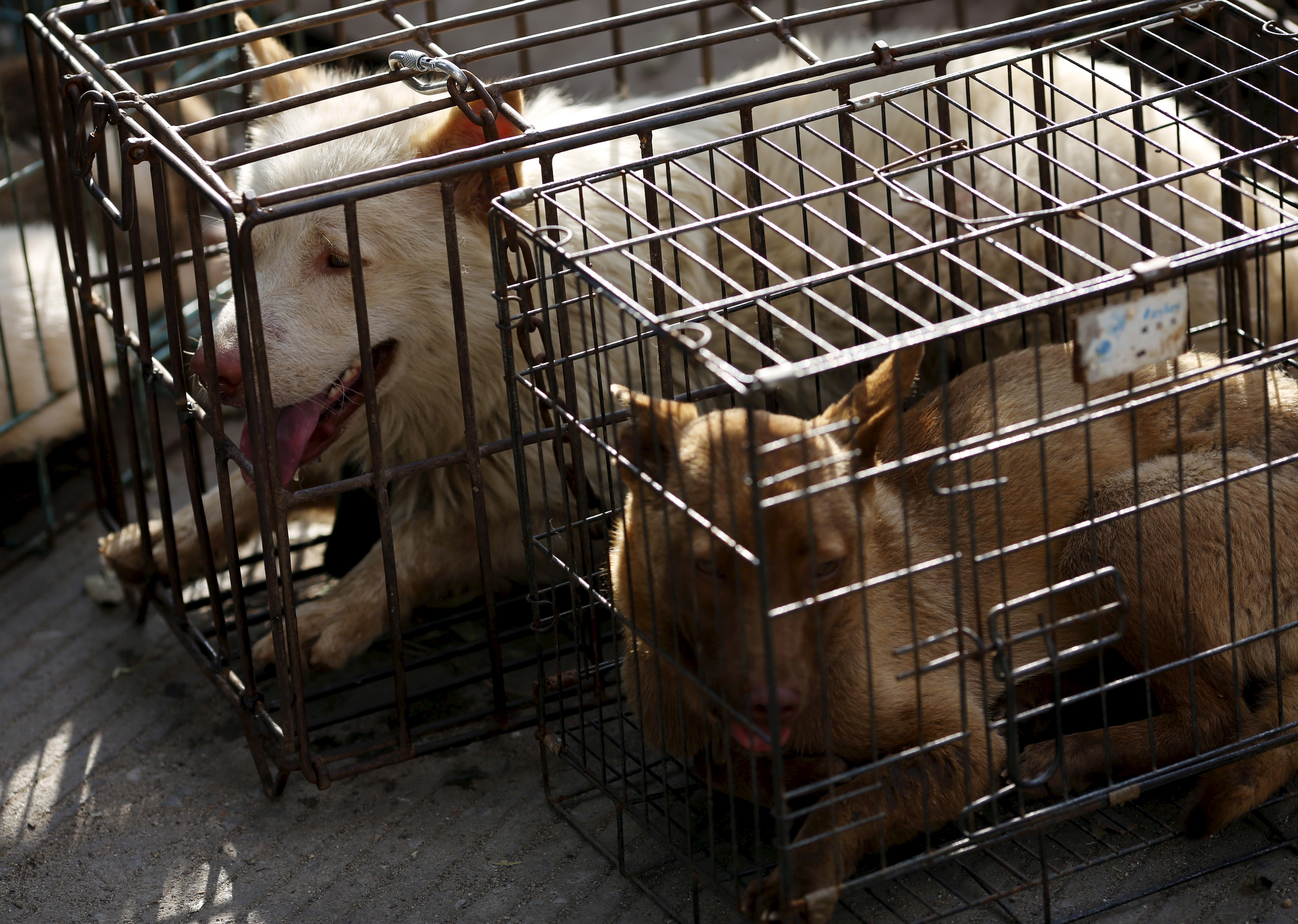 Selling Dog Meat May Be Banned At This Year's Yulin Dog Meat Festival ...