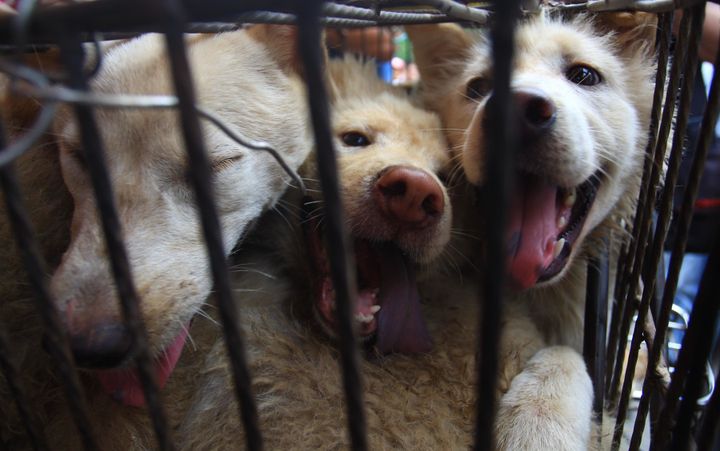 Three dogs in a cage at the Yulin festival in 2014.