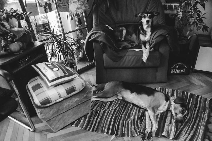 Lilly on the chair while her brother Deuce rests on the rug.