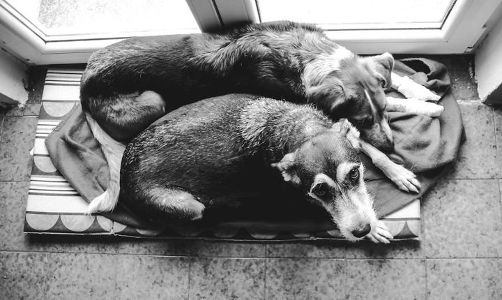 Lilly looks up while Deuce rests by her side.