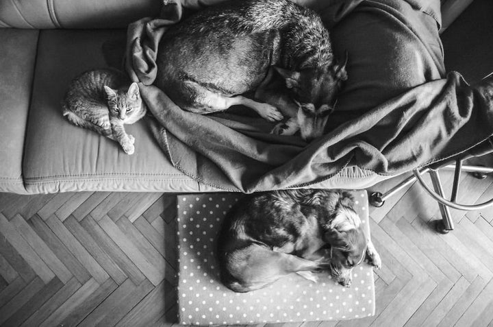 Deuce stands guard as Lilly rests.