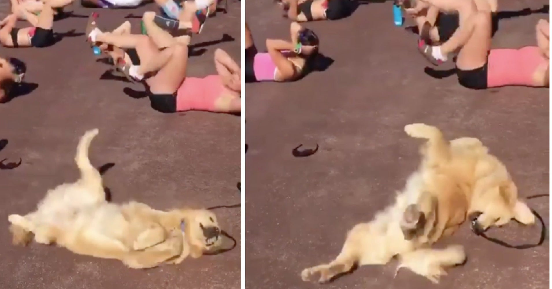 dogs with abs work your abs laughing at this doing human exercise huffpost dogs with abs work your abs laughing at this doing human exercise huffpost