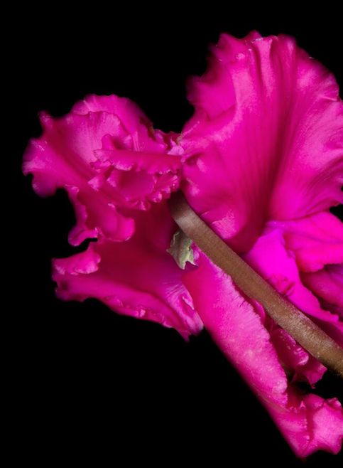 One of G. Mark Lewis’s flowers, cropped to omit the woman’s vulva that he incorporated into the image. See the original image and more on his Tumblr, gmarklewis.tumblr.com. 