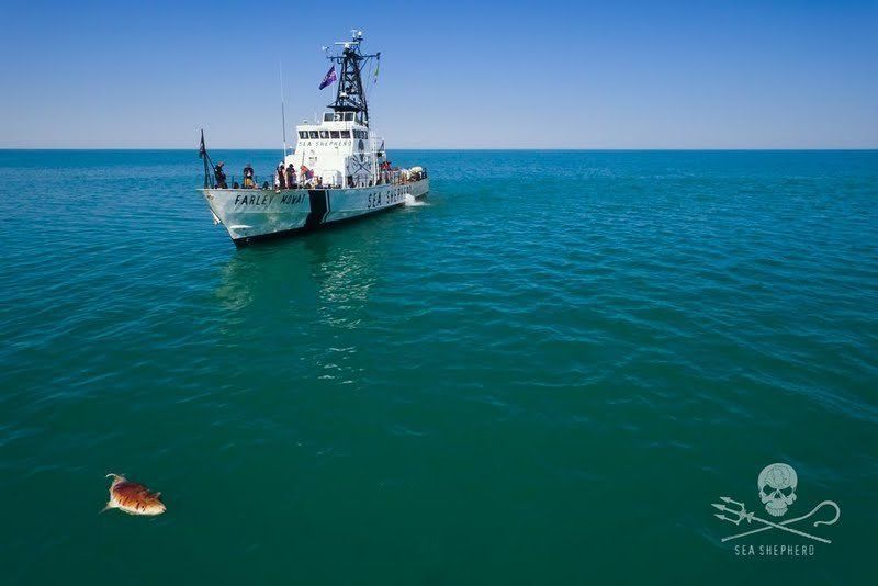 A Sea Shepherd vessel pictured near a floating dead vaquita in the Gulf of California.