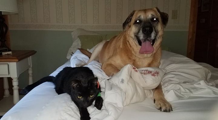 Ringer the cat and Chloe the dog are seen together after surviving the March house fire.