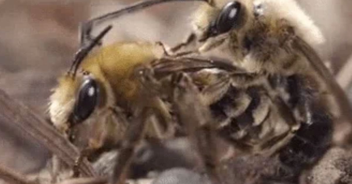 This Footage Of Bees Having Sex Is Aggressive