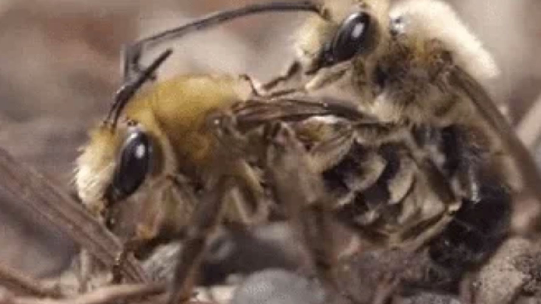 This Footage Of Bees Having Sex Is... Aggressive | HuffPost Weird News