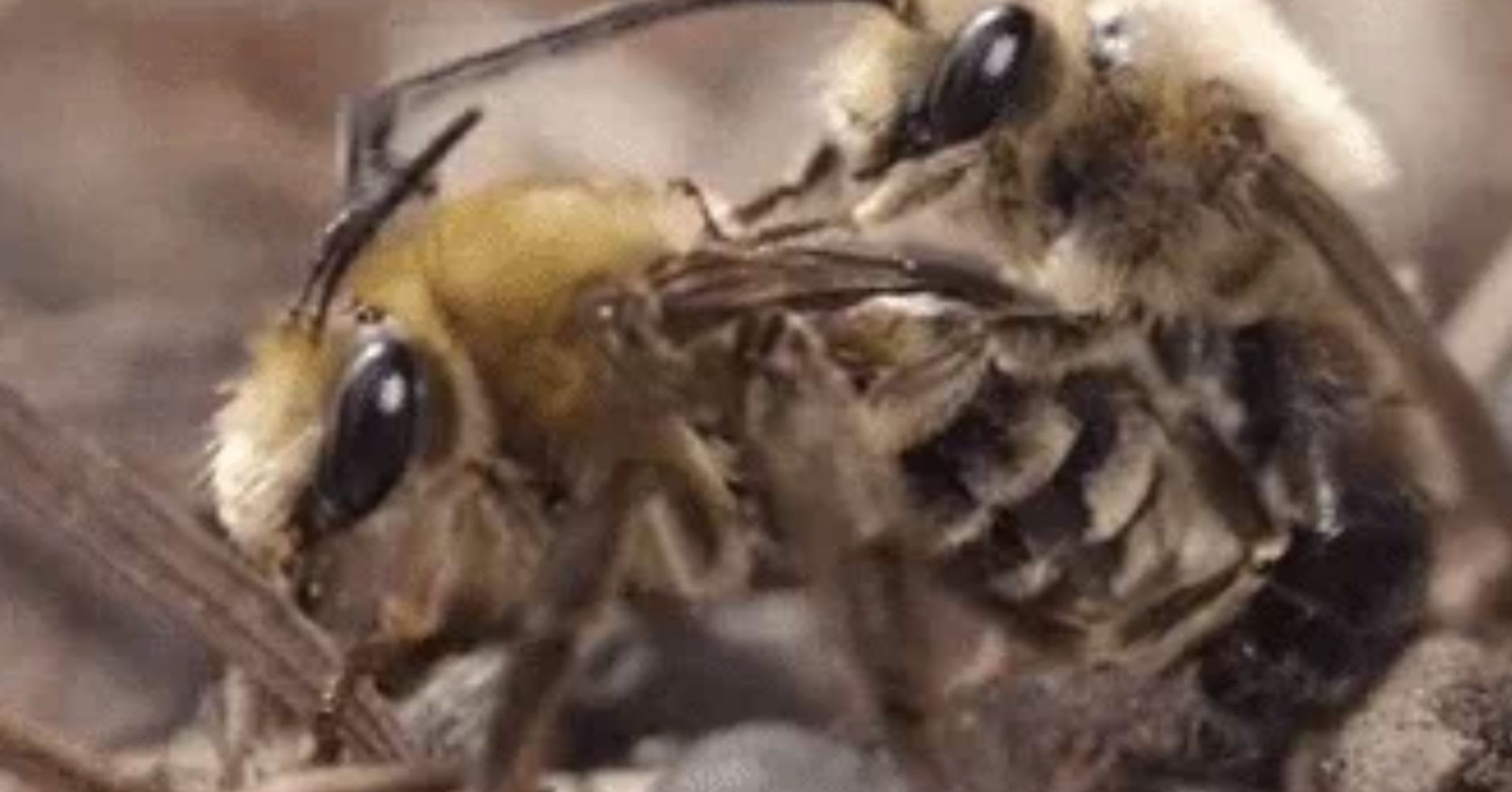 This Footage Of Bees Having Sex Is Aggressive Huffpost