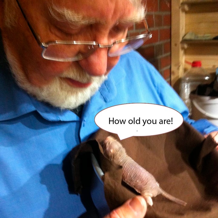 <p><strong>VLADIMIR PETROVICH SKULACHEV and Naked Mole-Rat</strong></p>