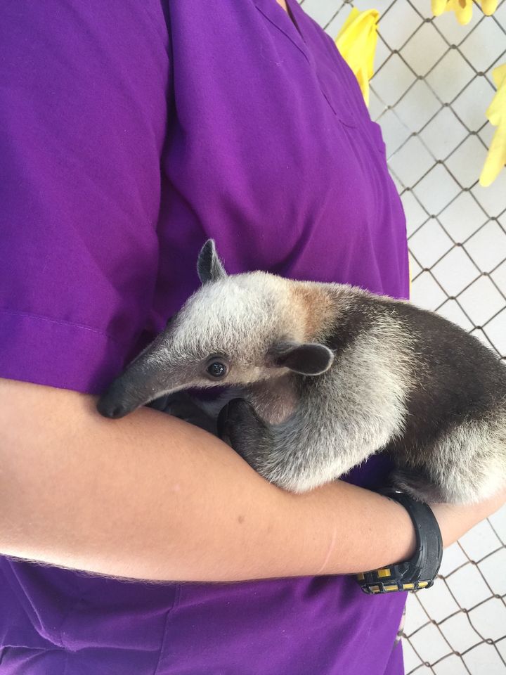 <p>A vet holds a baby anteater. They hope to release him once he reaches adulthood.</p>