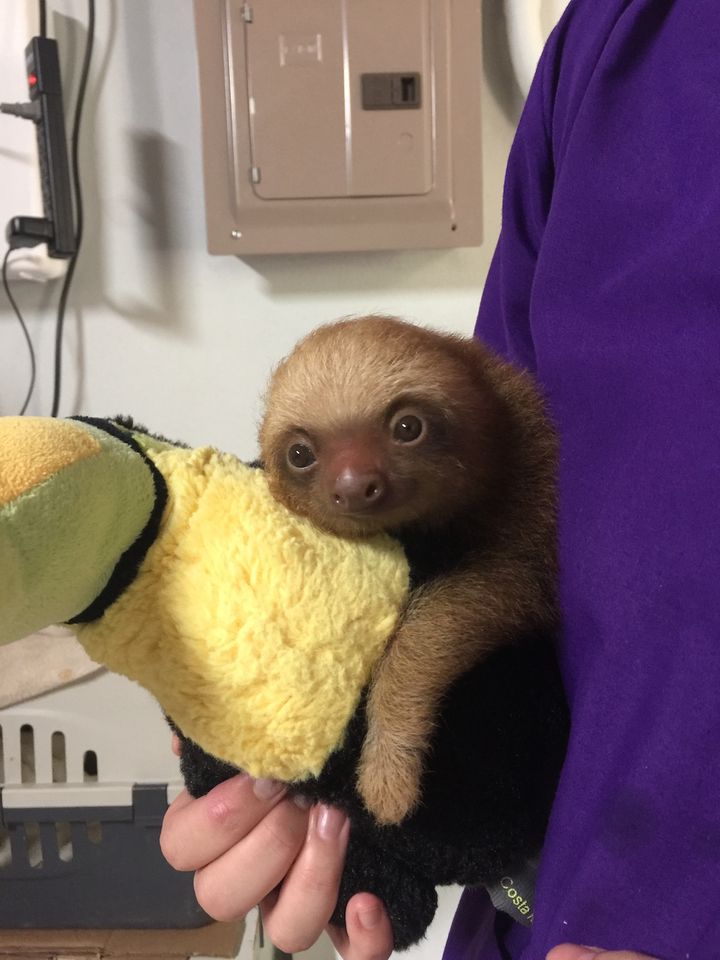Baby Sloth being rehabilitated at Alturas Wildlife Sanctuary.