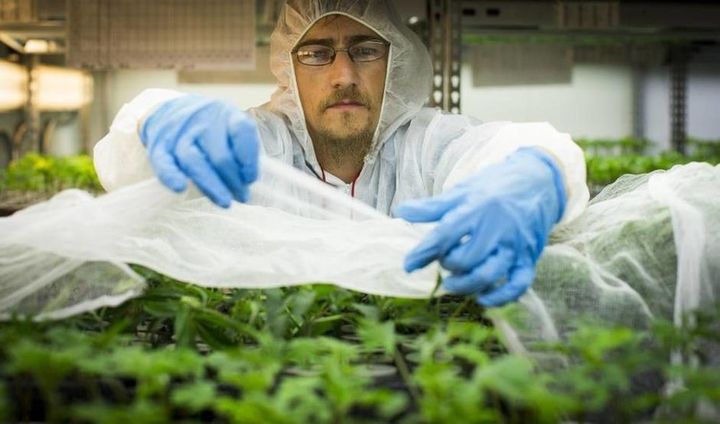 A medical cannabis grower. 