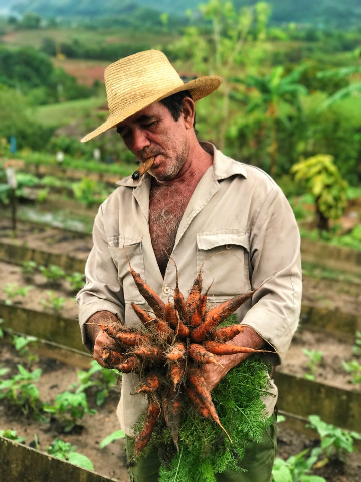 A farmer in Vinales picks carrots for a local restaurant