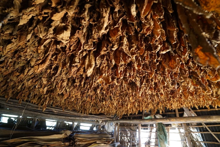 <p>Tobacco leaves dry before becoming cigars</p>