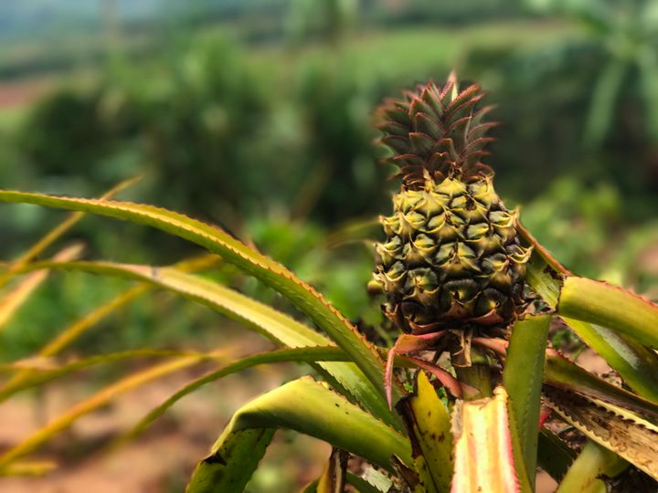 Pineapples grow perfectly in Vinales