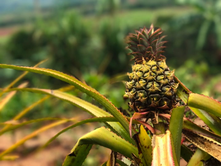 <p>Pineapples grow perfectly in Vinales</p>