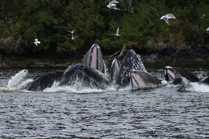 <p>Humpback whales getting a feed.</p>