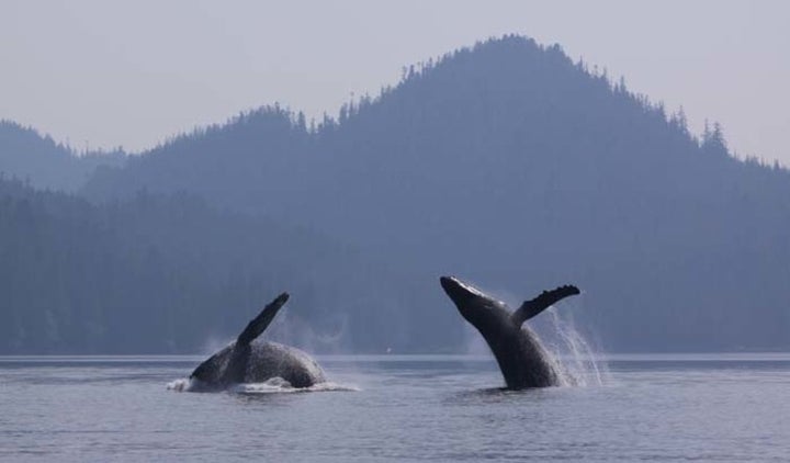 <p>Humpback whales breach.</p>
