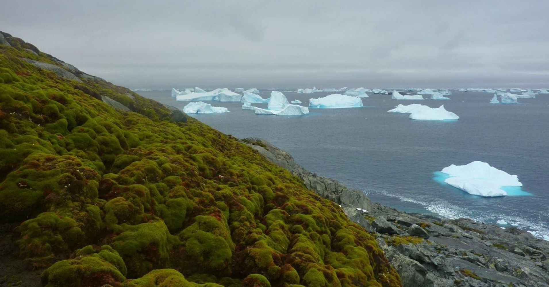 Climate Change Is Turning Antarctica Green HuffPost