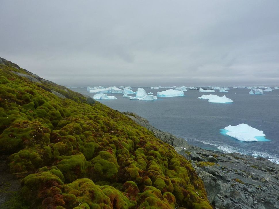 Moss, as seen on this bank on Green Island in the Antarctic Peninsula, has been growing in the region at a dramatically faster rate in the past 50 years, according to a study published last week.