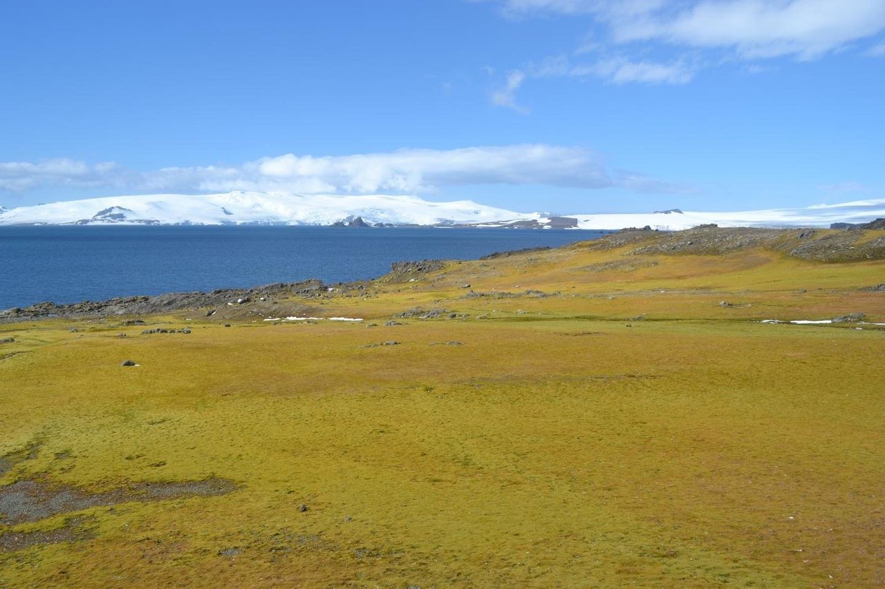 The sensitivity of moss growth in areas such as this one on Green Island, Antarctic Peninsula, to past temperature rises suggests that ecosystems will alter rapidly under future warming, researchers say.