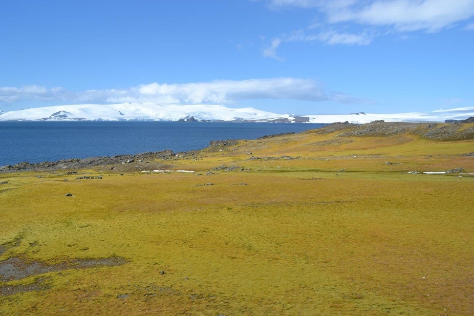 The sensitivity of moss growth in areas such as this one on Green Island, Antarctic Peninsula, to past temperature rises
