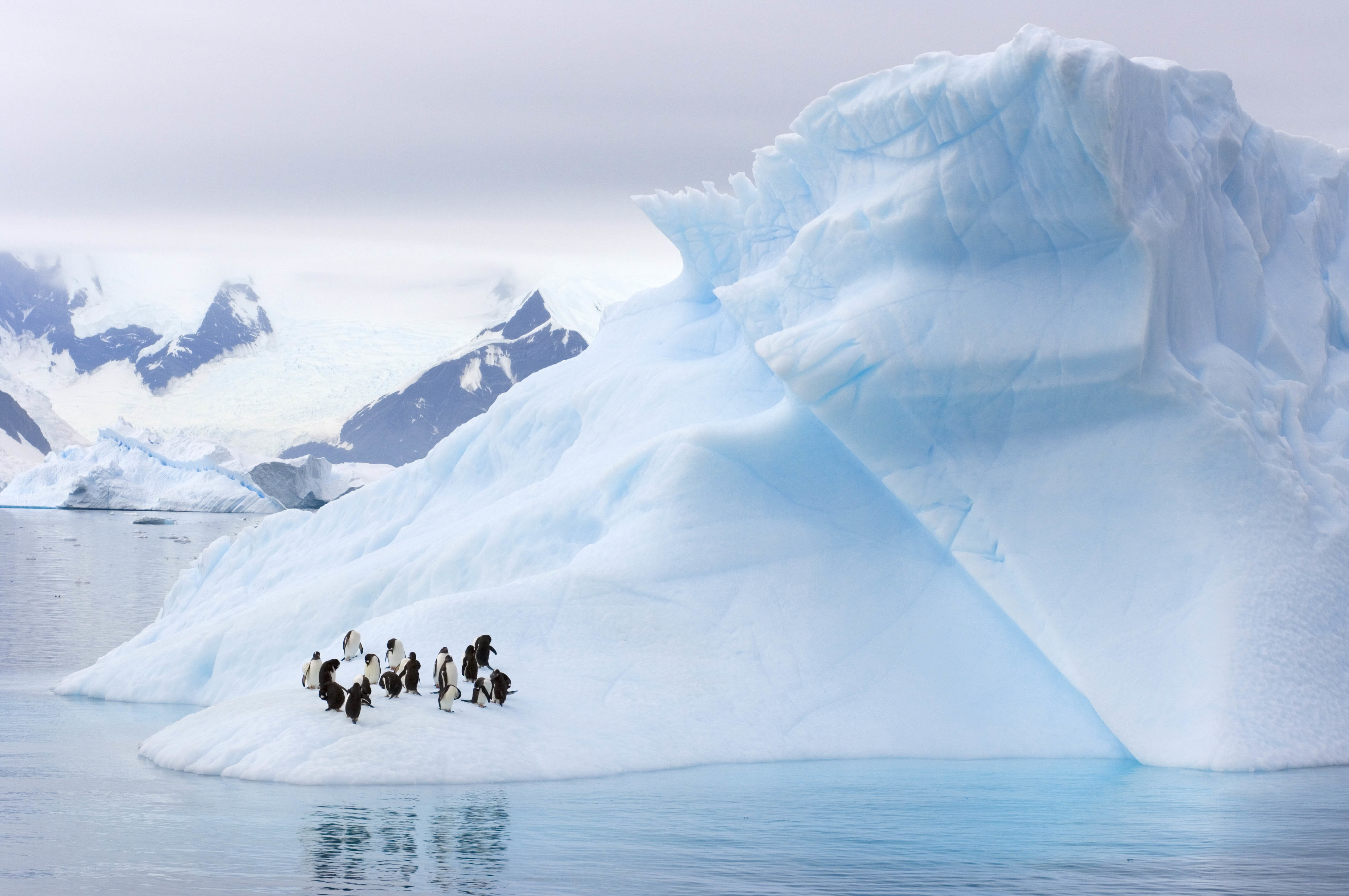 Climate Change Is Turning Antarctica Green | HuffPost