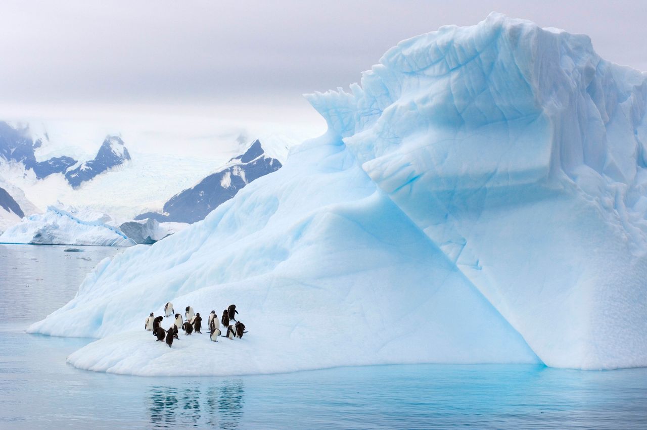 Scientists say climate change is prompting "unprecedented" ecological change across the Antarctic Peninsula, which is home to these Gentoo and chinstrap penguins.