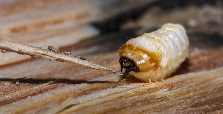 Larvae of longhorn beetle feeding on pine stump.