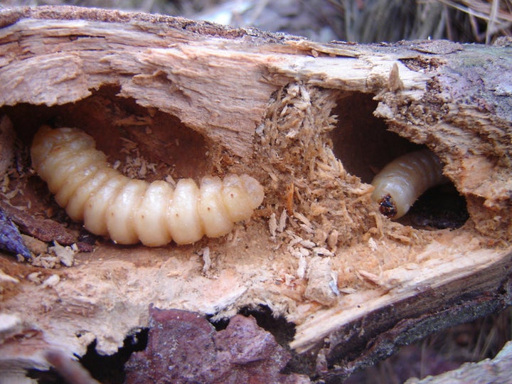 Huhu beetle (<em>Prionoplus reticularis</em>) larvae contribute to the decomposition of dead pine wood.
